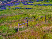 USA, Washington State, Palouse with hillside of vetch