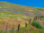 USA, Bundesstaat Washington, Palouse mit Wickenhügeln