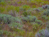 USA, Washington State, Palouse, Colfax and field of sagebrush