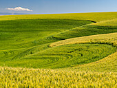 USA, Washington State, Palouse canola field with near Colfax