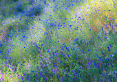 USA, Washington State, Palouse and field of blue bachelor buttons flowering