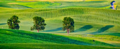 USA, Washington State, Palouse with three cottonwoods in field of green Winter Wheat
