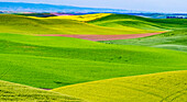 USA, Bundesstaat Washington, Palouse Überblick über Weizenfelder von oben