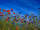 USA, Washington State, Palouse springtime with red poppies and bachelor buttons