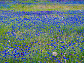 USA, Washington State, Palouse blue bachelor buttons in large field near Winona