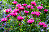 USA, Washington State, Sammamish and our garden with pink Bee Balm.