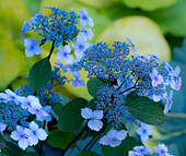 USA, Washington State, Pacific Northwest, Sammamish blue Hydrangea in our garden