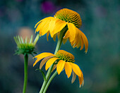 USA, Washington State, Pacific Northwest, Sammamish yellow cone flower