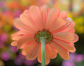 USA, Washington State, Pacific Northwest, Sammamish close-up of State Fair Zinnia