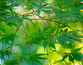 USA, Washington State, Sammamish Japanese Maple leaves