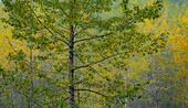 USA, Washington State, Preston with Cottonwoods in fall color