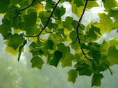 USA, Washington State, Bellevue Ginkgo Tree green leaves