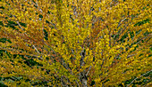 USA, Bundesstaat Washington, Bellevue Ginkgobaum in Herbstfarben