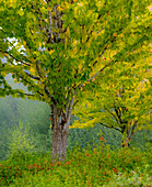 USA, Washington State, Bellevue Ginkgo Tree in Autumn colors