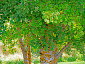 USA, Bundesstaat Washington, Bellevue Ginkgobaum grüne Blätter