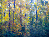 USA, Bundesstaat Washington, Preston mit herbstlich gefärbten Cottonwoods