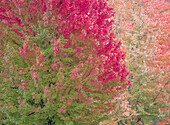 USA, Washington State, Issaquah with fall colored Maple trees along downtown roads