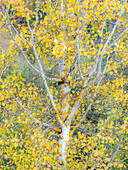 USA, Washington State, Bellevue birch trees with golden fall colors