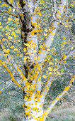 USA, Washington State, Bellevue birch trees with golden fall colors