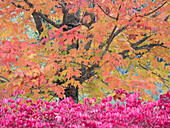 USA, Washington State, Issaquah with fall colored Maple trees along downtown roads