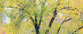 USA, Bundesstaat Washington, North Bend Baumstämme und goldenes Herbstlaub