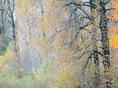 USA, Washington State, Preston, Cottonwoods und Big Leaf Maple Bäume in Herbstfarben