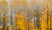 USA, Washington State, Preston, Cottonwoods trees in fall colors