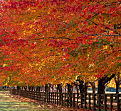 USA, Bundesstaat Washington, North Bend, Zaun und von Bäumen gesäumte Einfahrt in Herbstfarben
