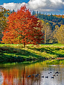 USA, Bundesstaat Washington, Fall City, Snoqualmie River und herbstlich gefärbter Ahornbaum in Spiegelung und Kanadagänse