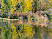 USA, Washington State, Easton and fall colors of Cottonwoods in small pond