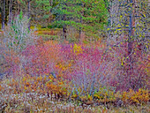USA, Bundesstaat Washington, Swauk Creek in der Nähe des Highway 97 mit Herbstfärbung des Bergahorns und des einheimischen Hartriegels