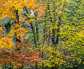 USA, Washington State, Easton and fall colors on Big Leaf Maple and Vine Maple