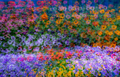 USA, Bundesstaat Washington, Pazifischer Nordwesten, Sammamish bunte Blumen und blauer Lattenzaun Mehrfachbelichtungen
