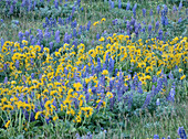 USA, Bundesstaat Washington. Zaunlinie mit Frühlings-Wildblumen