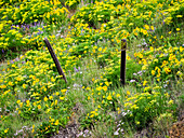 USA, Bundesstaat Washington. Zaunlinie mit Frühlings-Wildblumen