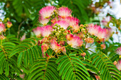 Blüten des Mimosenbaums. Seattle, Washington.