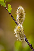 USA, Wyoming, Snowy Range. Willow stem with buds.