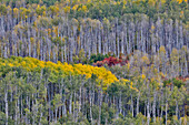 USA, Wyoming. Kebler Pass mit Aspenhain in Herbstfärbung