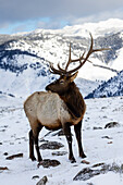 USA, Wyoming, Yellowstone-Nationalpark. Einsamer Elchbulle im Schnee