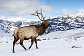 USA, Wyoming, Yellowstone National Park. Lone bull elk in snow