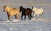 USA, Shell, Wyoming. Hideout Ranch with small herd of horses in snow. (PR,MR)