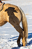 USA, Shell, Wyoming. Hideout Ranch Schatten eines Cowboys mit Hut an der Seite des Pferdes. (PR,MR)