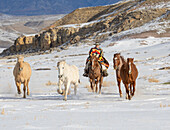 USA, Shell, Wyoming. Hideout Ranch cowboy riding and herding horses in snow. (PR,MR)