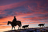 USA, Shell, Wyoming. Cowgirl der Hideout Ranch und ihre beiden Hunde reiten bei Sonnenuntergang. (PR,MR)