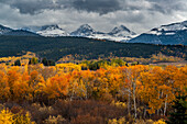 USA, Wyoming. Orangefarbene und gelbe Espen mit schneebedeckten Teton Mountains bei Jackson Hole.