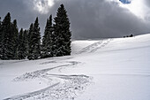 USA, Wyoming. Ski tracks in powder near Jackson Hole.