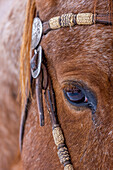 USA, Wyoming. Hideout Horse Ranch, horse detail. (PR)