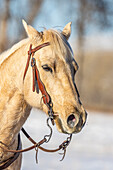 USA, Wyoming. Hideout Horse Ranch, Pferdeporträt. (PR)