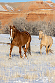 USA, Wyoming. Hideout Horse Ranch, horses in snow. (PR)