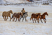 USA, Wyoming. Hideout Horse Ranch, wrangler and horses in snow. (MR,PR)